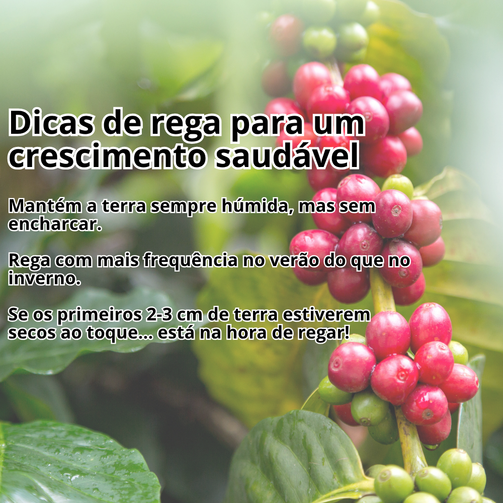 Cerise™ | Sementes de Cerejeira