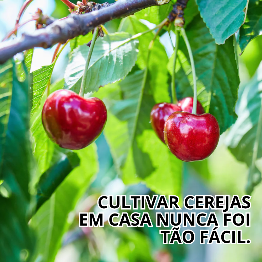 Cerise™ | Sementes de Cerejeira