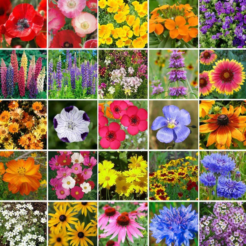 EdenGarden: Sementes de flores do Éden