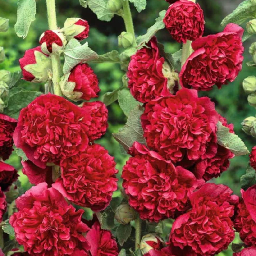 HollyRose: Sementes de Malva Imperatriz Dupla