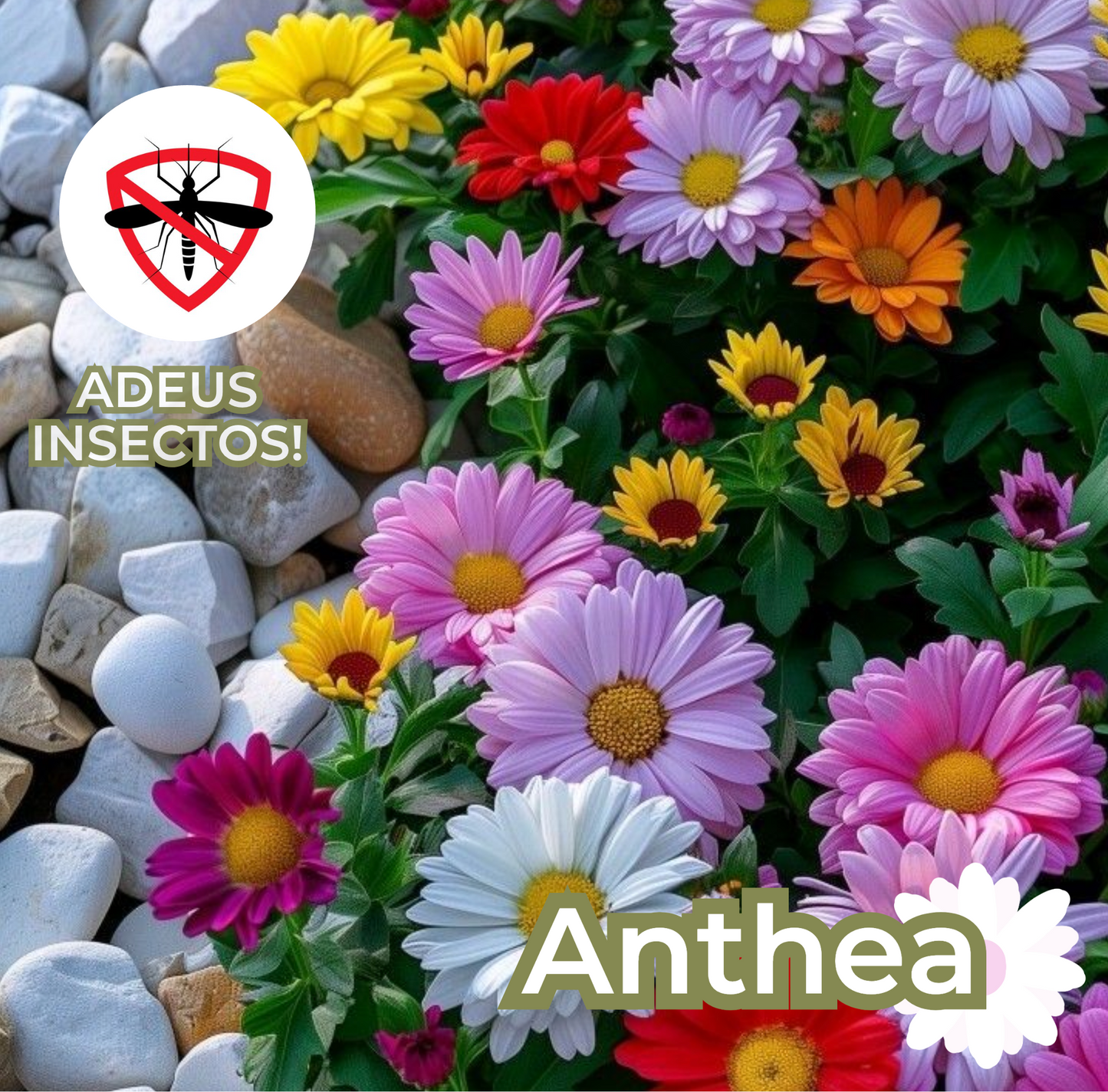 Anthea: Sementes de Pelitre - Repelente de insetos