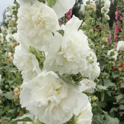 HollyRose: Sementes de Malva Imperatriz Dupla
