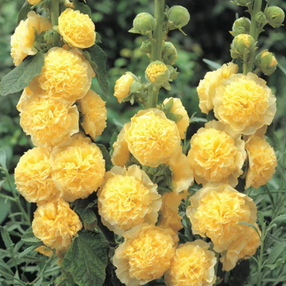 HollyRose: Sementes de Malva Imperatriz Dupla