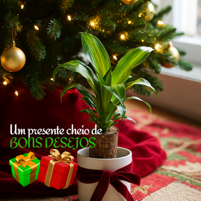 ChristmasTree: Planta de madeira natal da sorte