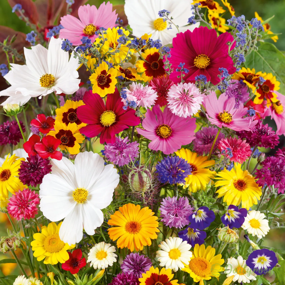 EdenGarden: Sementes de flores do Éden