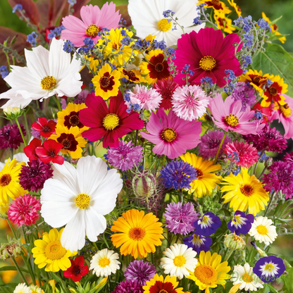EdenGarden: Sementes de flores do Éden