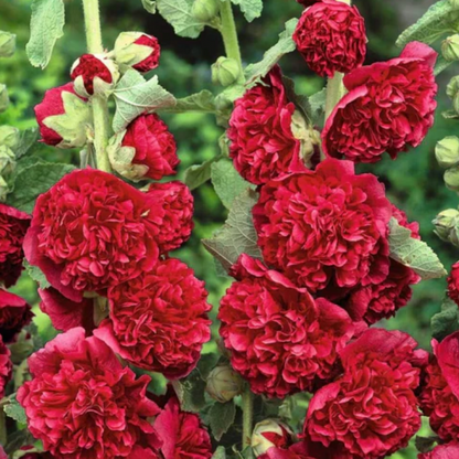 HollyRose: Sementes de Malva Imperatriz Dupla