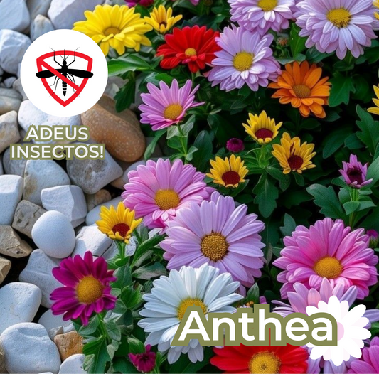 Anthea: Sementes de Pelitre - Repelente de insetos