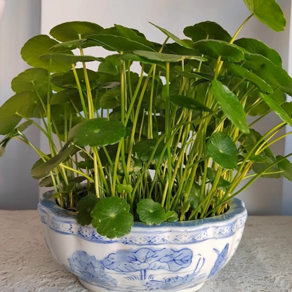 LuckySeeds™ | Sementes da Planta da Moeda da Sorte