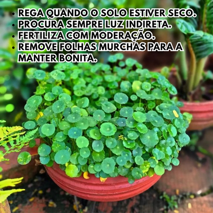 LuckySeeds™ | Sementes da Planta da Moeda da Sorte
