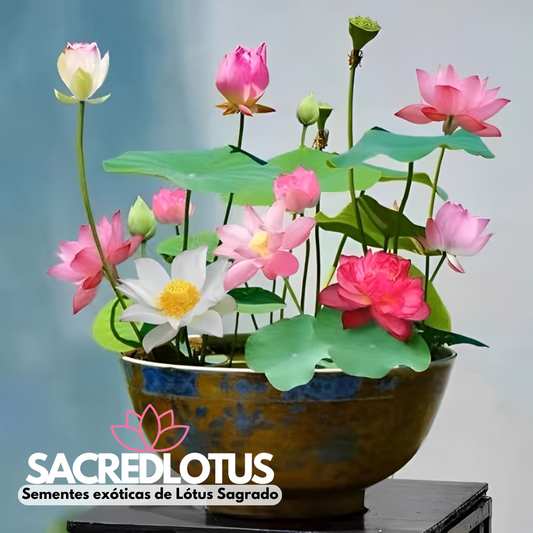 SacredLotus: Sementes exóticas de Lótus Sagrado