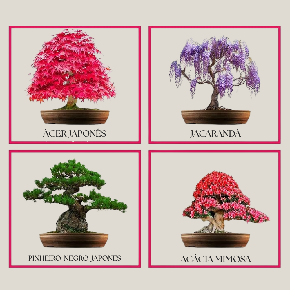 EasyBonsai: Kit de 4 Bonsais para cultivar