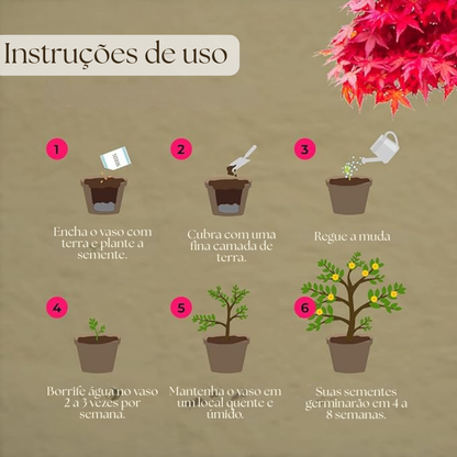 EasyBonsai: Kit de 4 Bonsais para cultivar